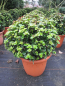 Preview: Ilex maserveae Little Rascal Kugel
